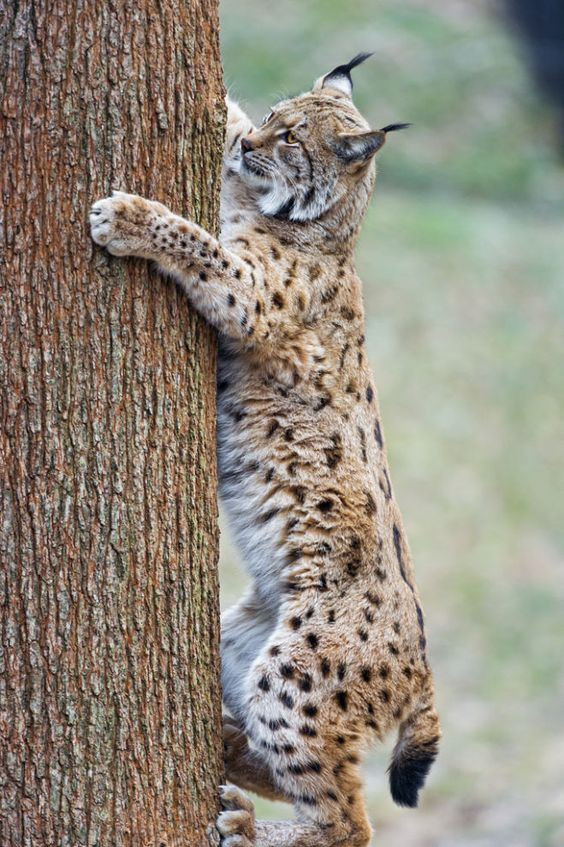 lince ibérico árbol.jpg