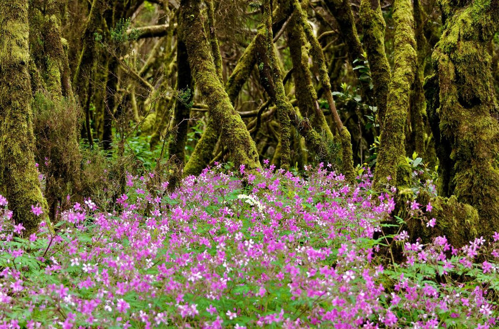 monteverde canarias