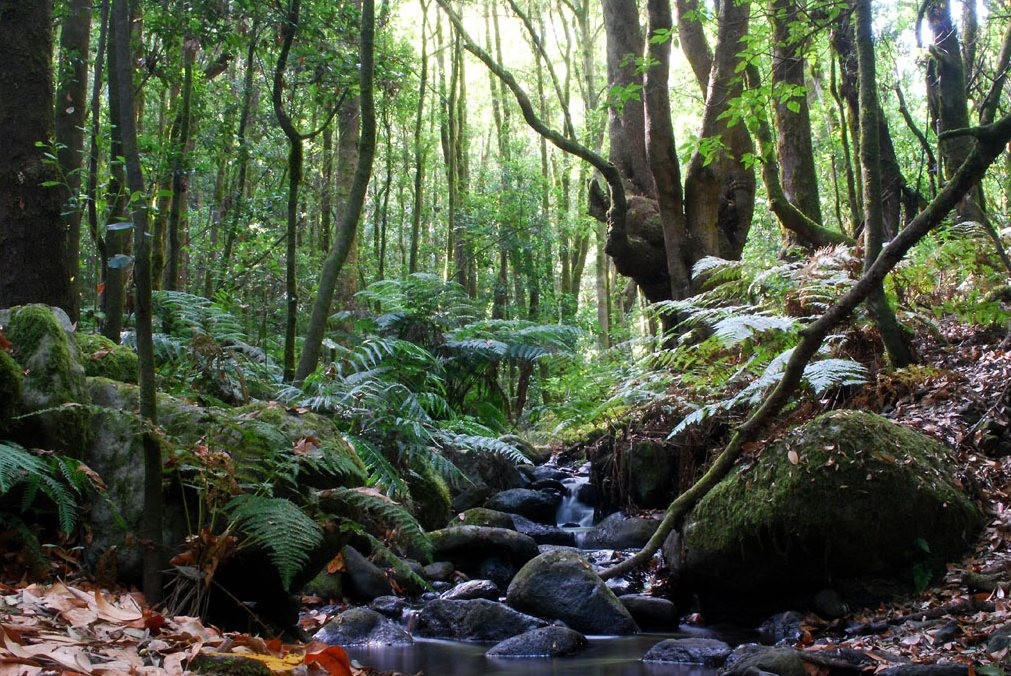 parque garajonay monteverde