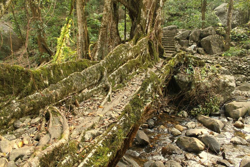 Puente de raíces en India