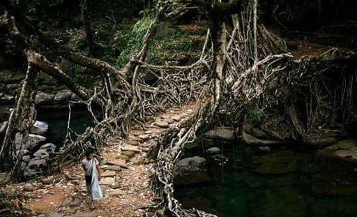 Puente viviente de raíces en India