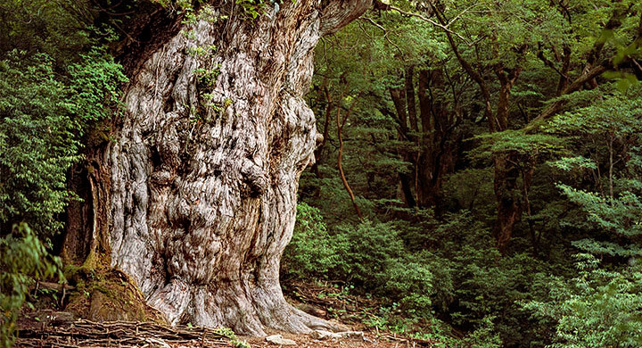 seres vivos más antiguos arbol