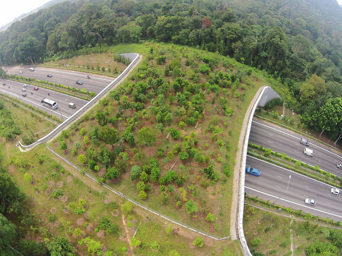 singapur puente verde ecolink aventura amazonia.jpg