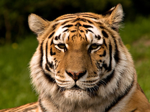 tigre-siberiano.jpg