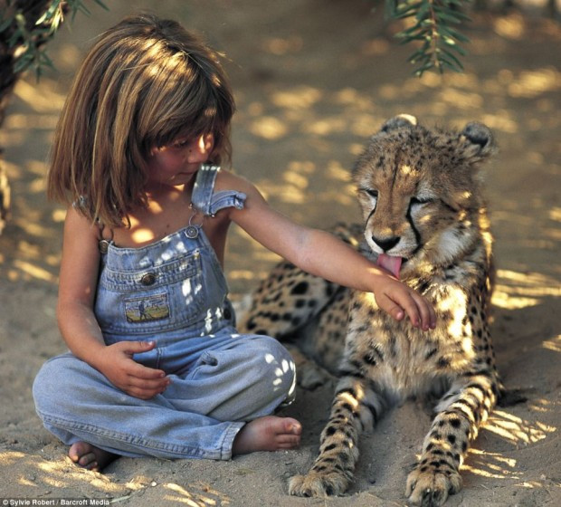 tippi guepardo africa