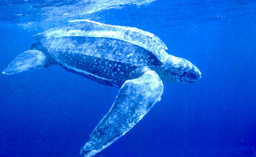 tortuga-laud.jpg