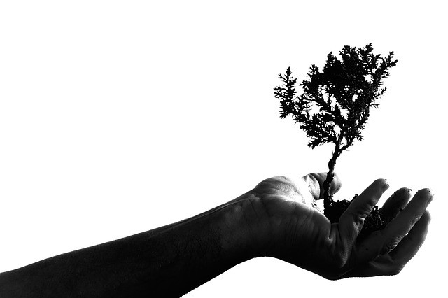 dia-del-arbol.jpg
